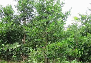 

Podocarpus Nagi Nageia Nagi Asian Bayberry Zhu Bai