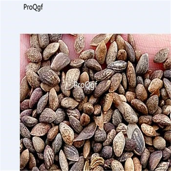 

Ngryise 1000pcs Pinus bungeana