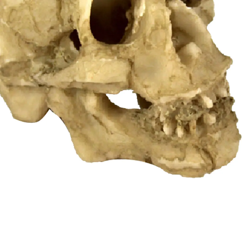 Reptile Vivarium Decoration Head Bone Skull Statue Terrarium Aquarium Fish Tank Landscaping Decor Ornament Cave Skull Head