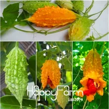 Лидер продаж! Овощной бонсай момордика charantia китайской горькой тыквы, Balsam Apple, огурца, травы, Семья сад 20 шт./пакет# ONPCL1