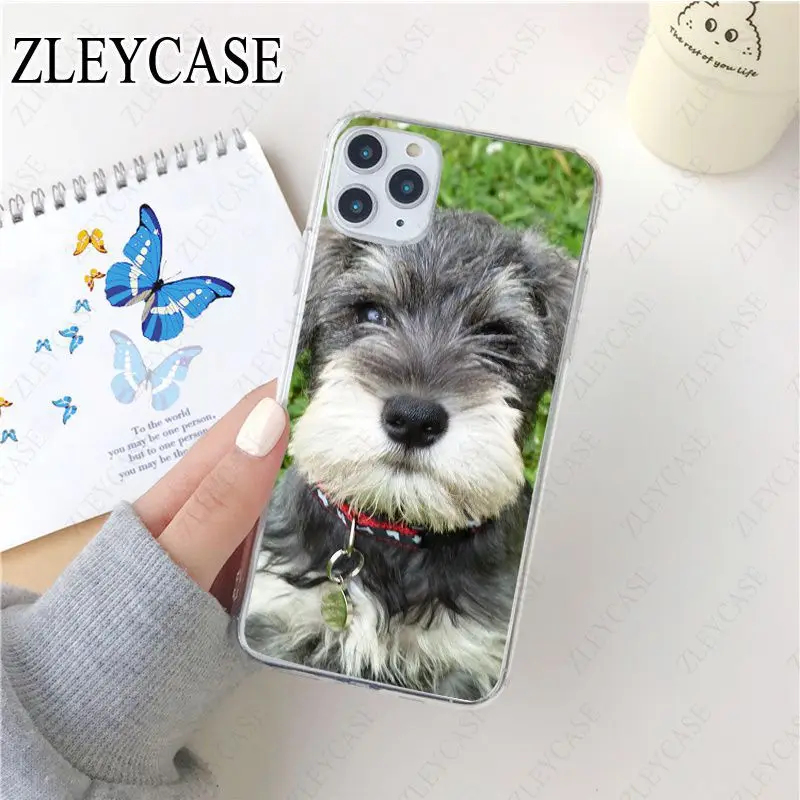 Miniature schnauzer puppy dog