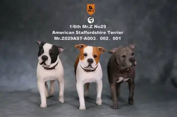 

1/6th Mr.Z No29 American Staffordshire Terrier,In stock!