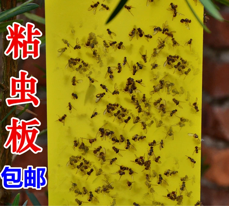 Double Sided Insect Board Armyworm Insect Traps Exterminate Flying Catching Yellow Plate Board Pest Control Sticky Board Grow Bags Aliexpress