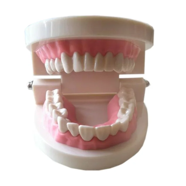 Стоматологическая модель зубного протеза десны стандарт audlt модель зубов медицинский обучающий инструмент зубы модель учебный инструмент