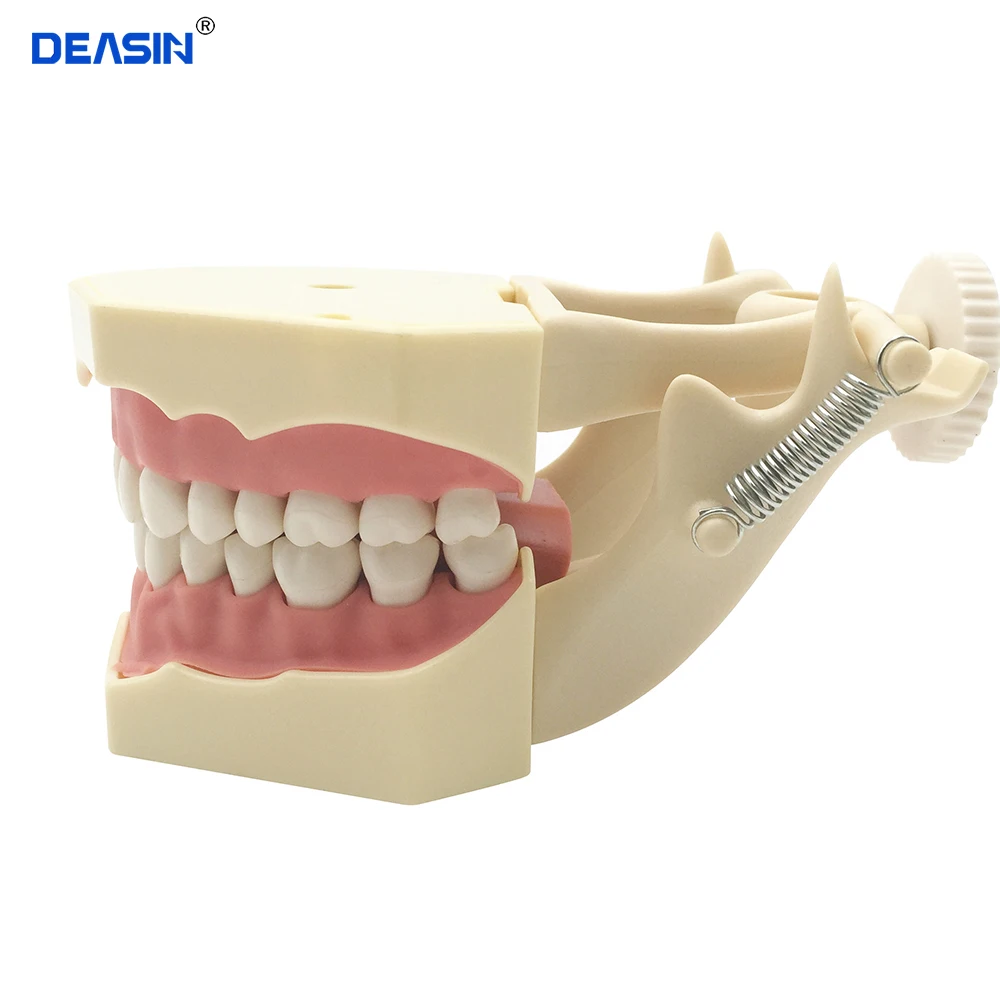 

Dental SF Type Study Model 32pcs Teeth with with DP Articulator Soft Gum