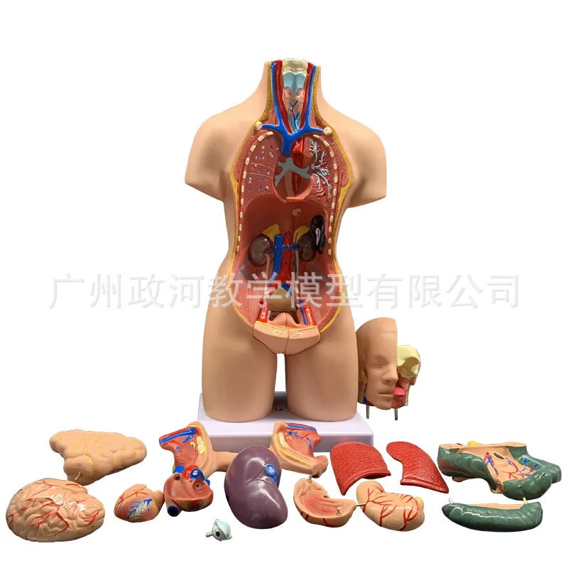 

19parts 55cm Human Torso Model Assembled Medical Human Heart Lung Anatomy Body Bisexual Anatomical Science Educational Toys
