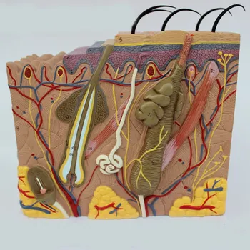 

50 times 24x23x11cm Human Skin and Hair Structure Enlarge Model Skin Layer Structure Model Human's Skeleton Anatomical Model