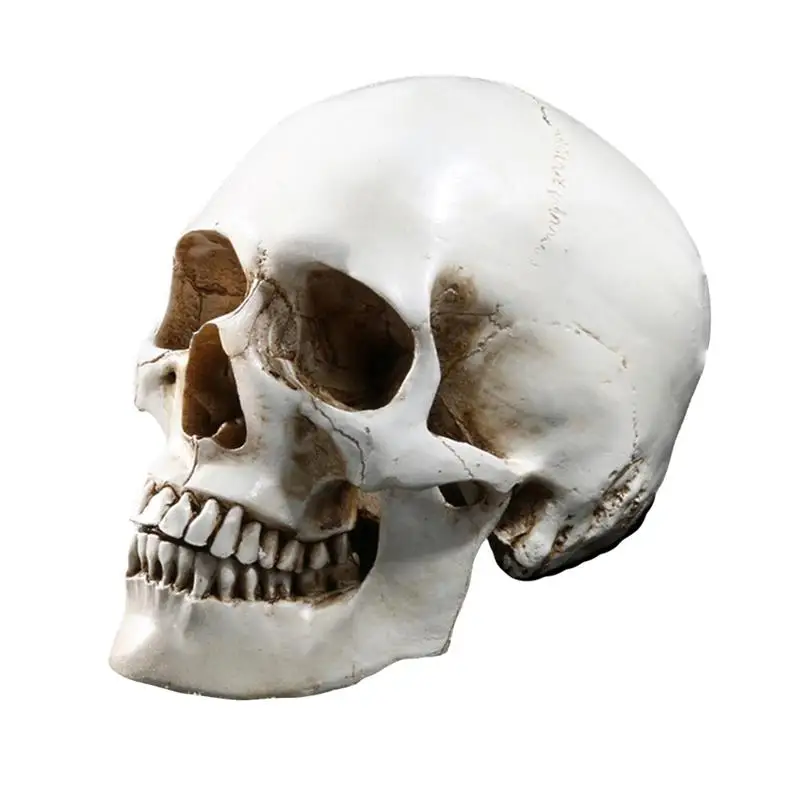 

Human Skull Model Lifesize 1:1 Human Skull Model Replica Resin Medical Anatomical Tracing Teaching Skeleton Halloween Decoration