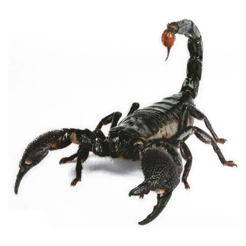 Scorpion