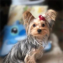 かわいい犬のヘアピン 子猫の男の子と女の子のためのヘアクリップ 結婚披露宴のアクセサリー チワワのヘアクリップ 18ピース セット Aliexpress ホーム ガーデン