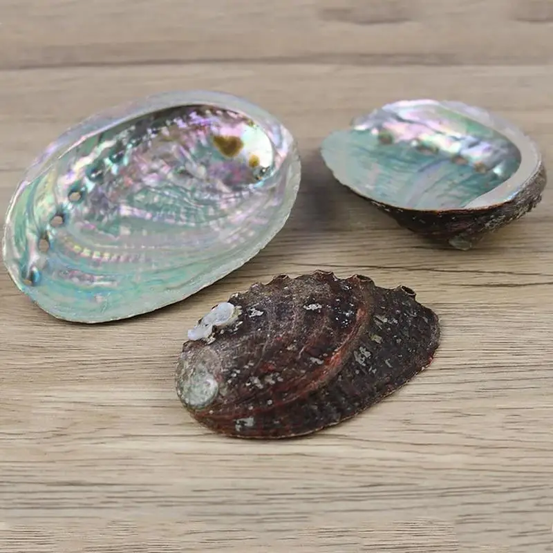 Natural Abalone Shell Large Sea Shells Nautical Home Decor Soap Dish Diy Fish Tank Aquarium Landscape Wedding Decor Abalone Shell Decor 10-12Cm