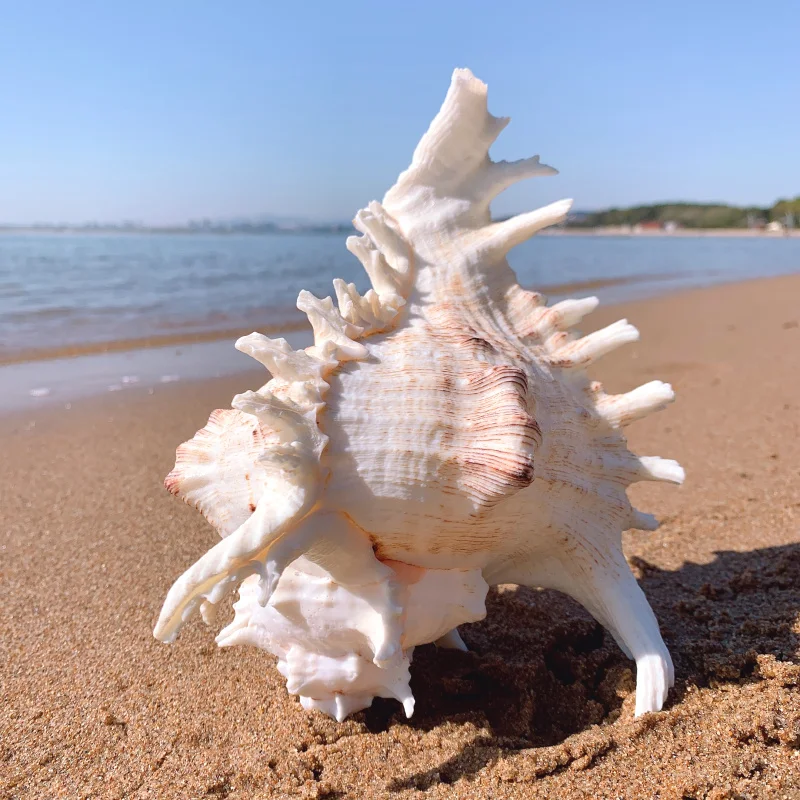 O1CN01noyvfO1Uqe3hhyi8z_!!1047672569