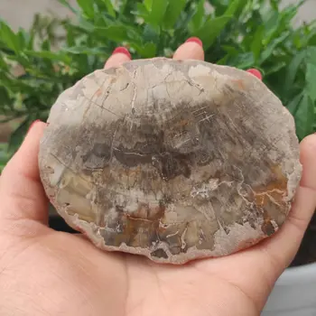 

woodstone Slices Coasters xylopal Beverages Cup Mat with free bracket healing wooden fossil slice Table decoration