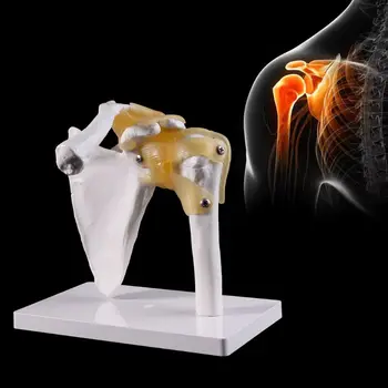 

Functional Anatomical Life Size Human Anatomy Skeleton Shoulder Joint Bone Muscle Model For Teaching Study Tool D08B