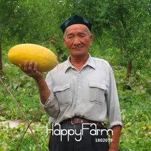 Промоакция! Симпатичная Hami Melon бонсай фруктового сада Дыня гигантская Дыня Фамильные суккулентные растения 10 шт./пакет,# PT5K5D