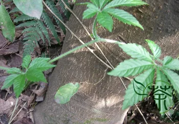 

Gynostemma Pentaphyllum Southern Ginseng Miracle Grass Jiaogulan