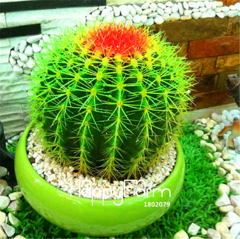 100 шт./упак. натуральных материалов! небожитель кактус бонсай-суккулент | горшечные растения сад Семья с защитой от радиации цветок flores