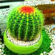 100 шт./упак. натуральных материалов! небожитель кактус бонсай-суккулент | горшечные растения сад Семья с защитой от радиации цветок flores