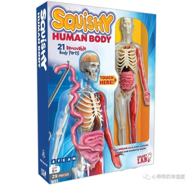  4D 1:6 Transparent and 22parts Squishy Human Body Internal Organ Anatomy Medical Teaching Model Puz - 32984498797
