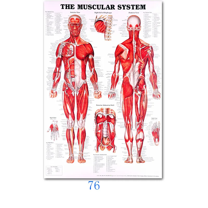 Настенная художественная картина, человеческое тело, медицинская образовательная карта, плакат, Анатомия человека, Мышечная система, шелковая ткань, живопись, домашний декор - Цвет: 76