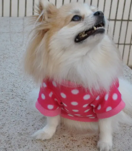 Unique Sweaters For Dogs - The Popular Clothes This Winter