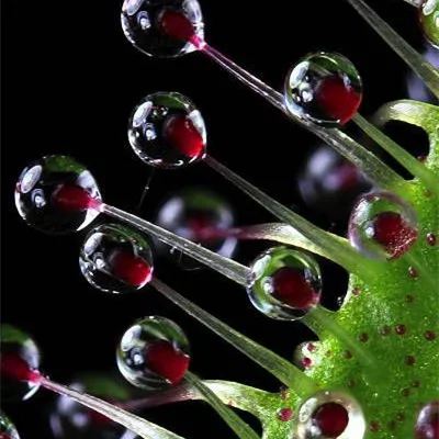 Многоразовые непентесы плотоядное растение бонсай в горшках Dionaea muscipola гигантский зажим Венера Flytrap растение для сада 100 шт./лот - Цвет: 4