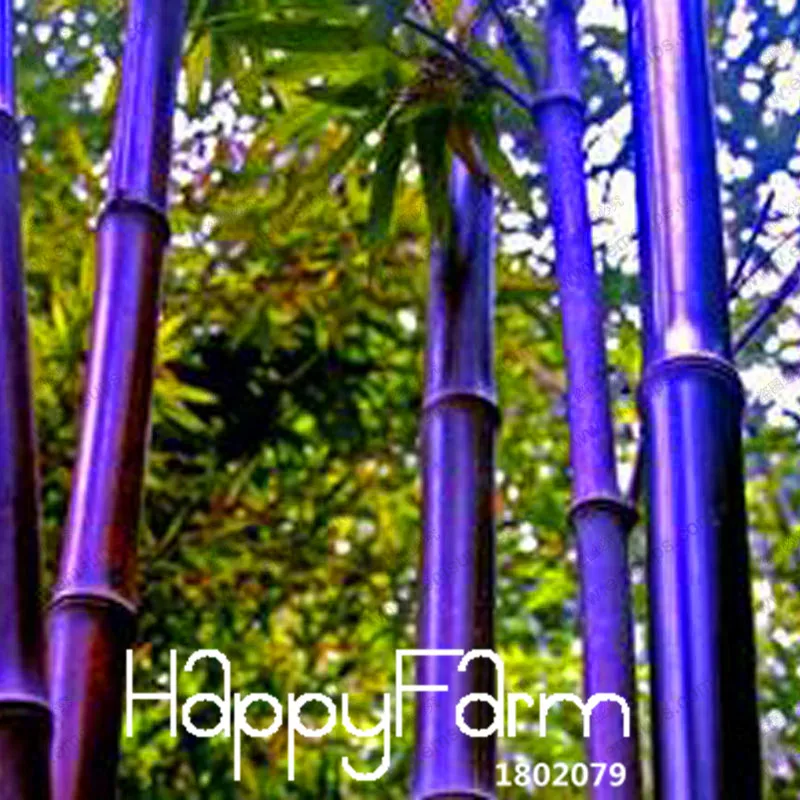 Лидер продаж! Редкий фиолетовый Тимор бамбуковые растения Bambusa с черными бамбуковыми карликовые деревья, посаженные двор Yi 100 шт./упак.,# FTTTLE