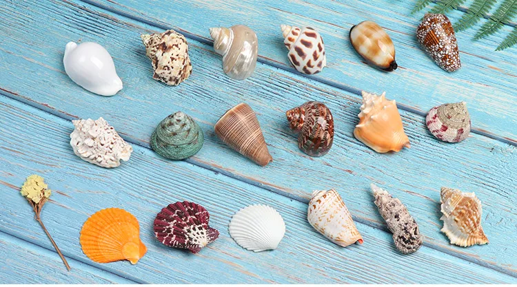 Murex Ramosus Shell Large Natural Sea Shells Real Huge Ocean Conch décor  Seashell display for table Perfect for Wedding Decor - AliExpress