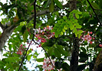 

Cassia Bakeriana Pink Cassia Wishing Tree Hua-Qi-Mu