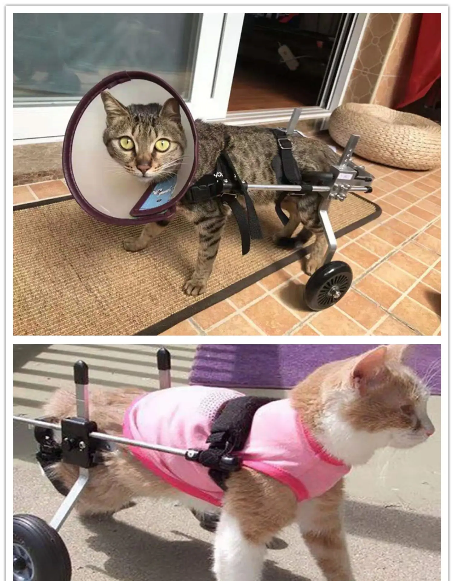 Cat Wheelchair Paralysis Fracture Pet Rear Leg Spine Injury