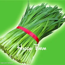 Для овощей и фруктов! вкусная китайская с луком Плант Новое поступление лук flores бонсай растения для дома и сада-200 шт./пакет