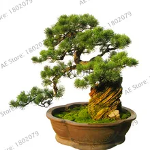 Установленные сроки! 50 шт. Цвет: черный сосна дерево бонсай, растения для выращивания в горшке Пейзаж японский пять иглы бонсай-сосна Miniascape карликовые деревья сосны Thunb