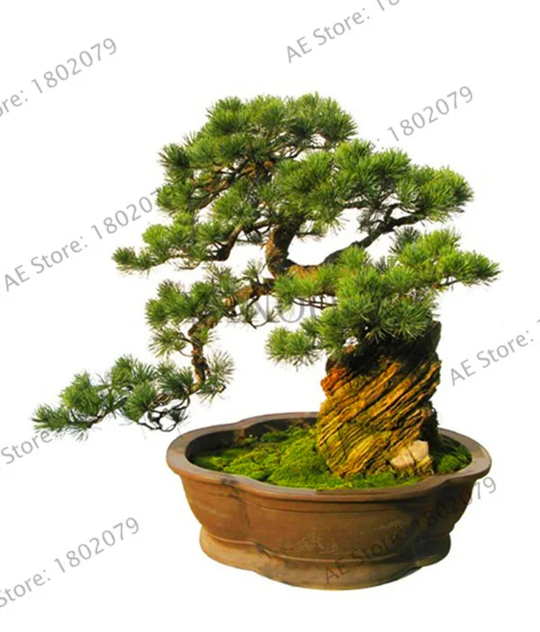 

Time-Limit!!50pcs black Pine Tree Bonsai Plants Potted Landscape Japanese Five Needle Pine Bonsai Miniascape bonsai Pinus Thunb