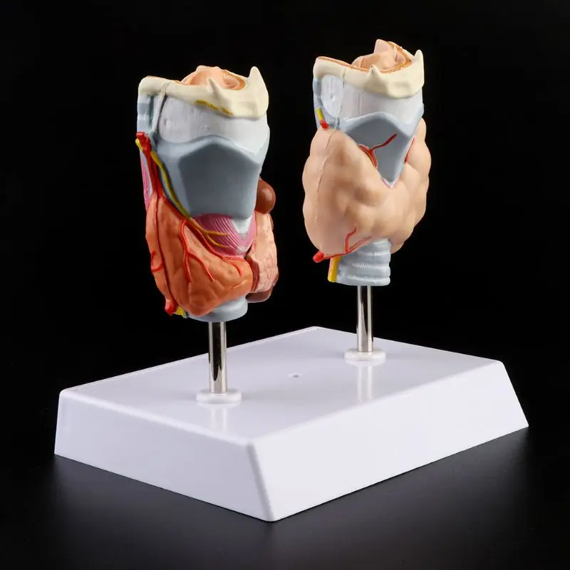 Human Thyroid Anatomical Pathology Model Normal and Disease Pathologies Medical Teaching Resource Tool