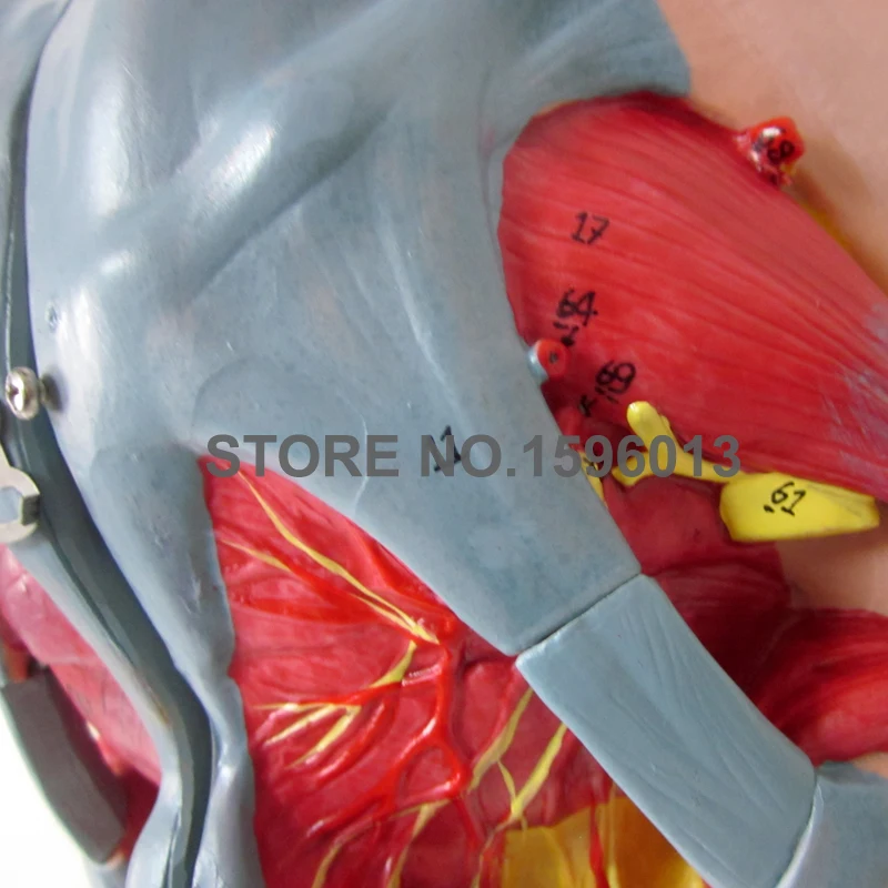 332D A15107 pelvis (2)