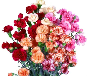 

Carnation flower seeds four seasons flower viewing plants indoor flower blooming constantly potted garden flower seeds easy