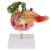 1:1 Life Size Anatomical Human Pancreas Duodenum Gallbladder Pathology Model, Lab Office Equipment Ornament for Students 5