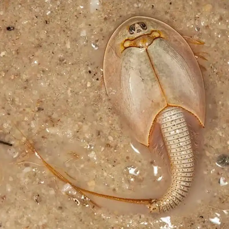 15mm L Sea Monkey Monkeys Fairy Brine Shrimp Living ...