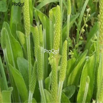 

Ngryise 8000Pcs A Set Plantago virginica