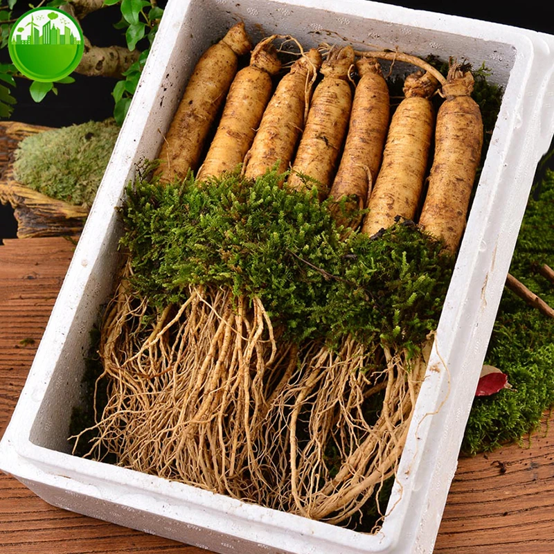 1283-1831ba.jpg Fresh Ginseng Root Wild Fresh Ginseng Changbai Mountain Fresh-keeping
