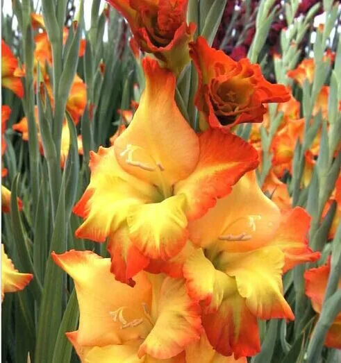 200 шт Gladiolus бонсай, Gladiolus цветник, 95% Проращивание, сделай сам Аэробные горшечные растения, редкий меч Лилия Флорес
