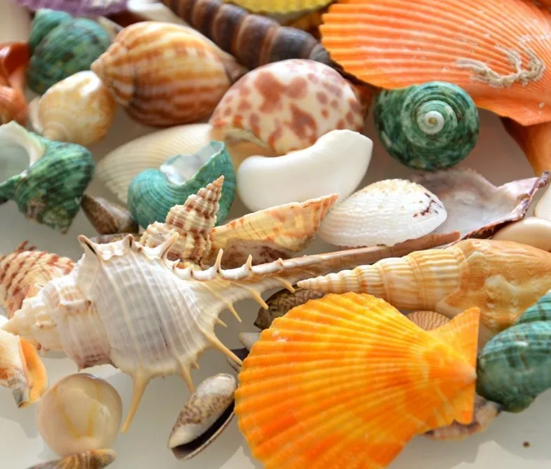 Mermaid Birthday Party Shell Decoration Happy Birthday Party Diy Shell Decoration Baby Shower Party Supplies Mermaid Birthday Party Shell Decoration Happy Birthday Party Diy Shell Decoration Baby Shower Party Supplies