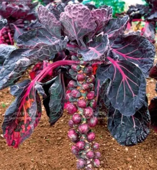 100 шт Высокое качество Brassica oleracea P-semillas-органические овощные наборы - Цвет: Зеленый