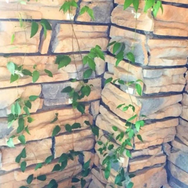 Növényi Hegymászó Fali Klip Ön Adagoló Rögzítő Kötött Szőlőcsath Kampó Kerti Fal Szőlő Klipek Rögzített Csat Horog - Image 6