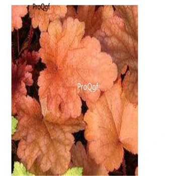 

Ngryise 5000Pcs A Set Heuchera micrantha