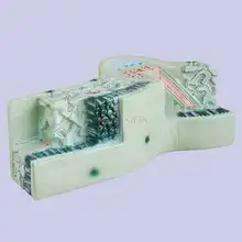 

Plant model leaf structure model biology teaching model leaf vein cross section cell tissue model