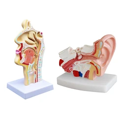 Fashion2 Pcs Human Anatomical Nasal Cavity Throat Anatomy Model For Science Classroom Study Display Teaching Model 1.5 Times Hum