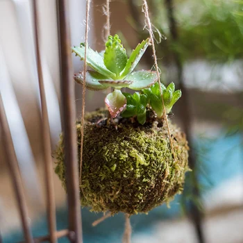 

Creative natural dry moss ball shape flower pot Family desk decoration decoration floral matching decoration