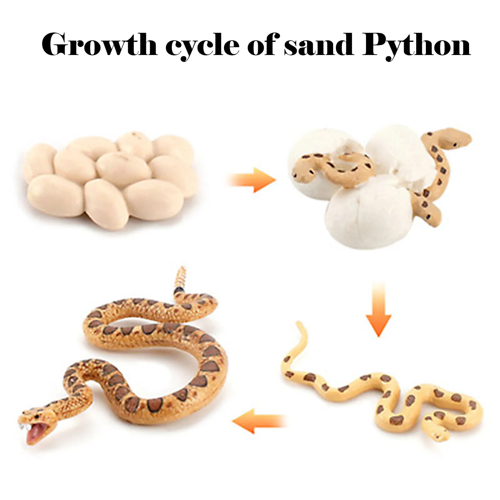Life Cycle Of A Rattlesnake