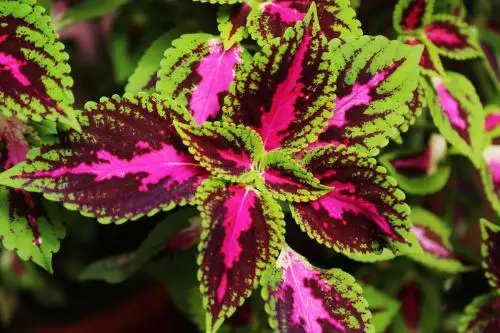 50 шт. свежий настоящий Plectranthus scutellarioides лист OoSementes 1-25 - Цвет: 11